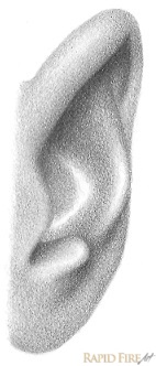 how-to-draw-an-ear-from-the-front-step-10