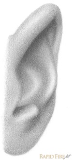 how-to-draw-an-ear-from-the-front-step-11