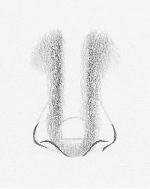 how to draw noses front view 4