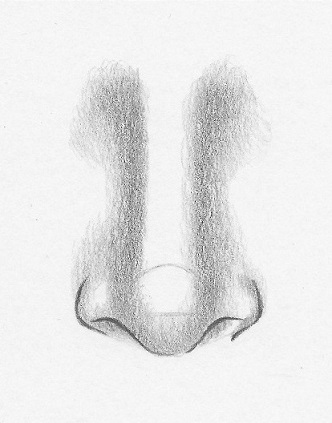 how to draw noses front view 5