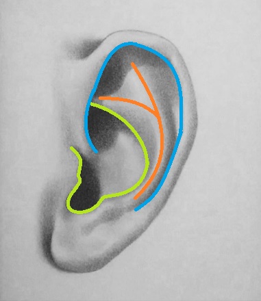 Shapes of the ear 1