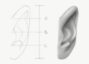how to draw an ear from the front